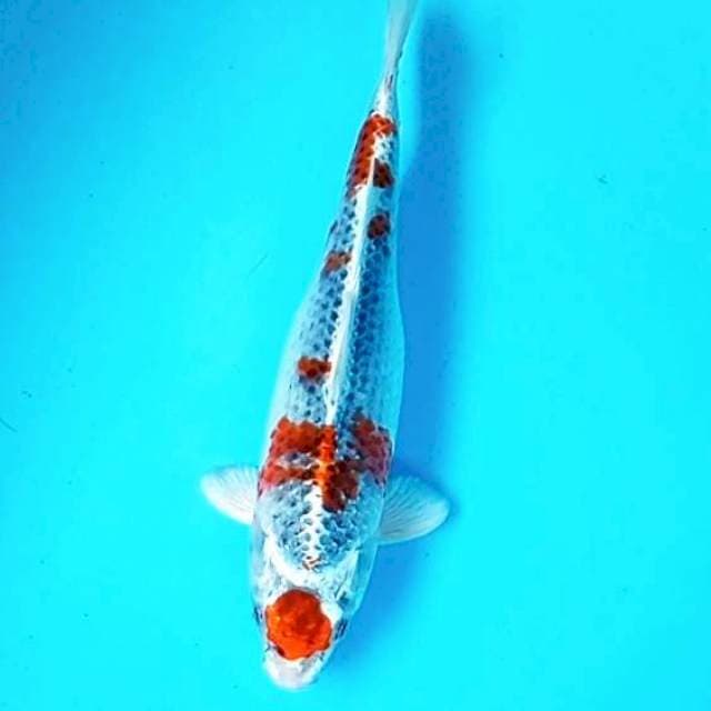 8. Maruten Kujaku || 30 cm