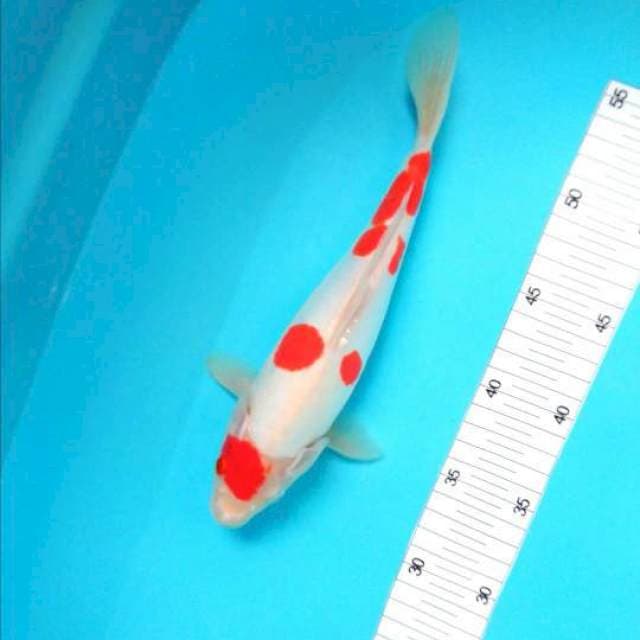 kohaku sakura super white and red