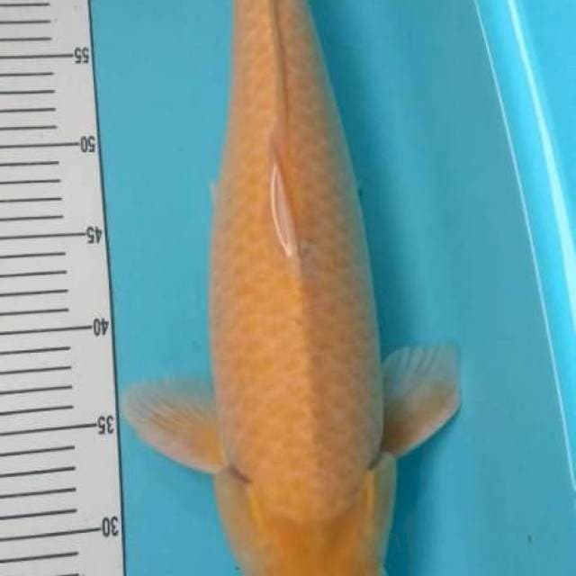 karasi 50 cm 