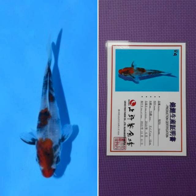 Ueno showa 13cm serti