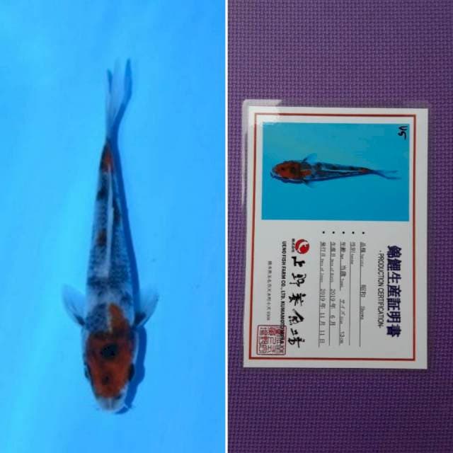 Ueno showa 14cm serti