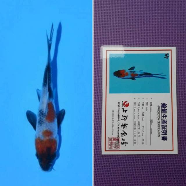 Ueno showa 12cm serti