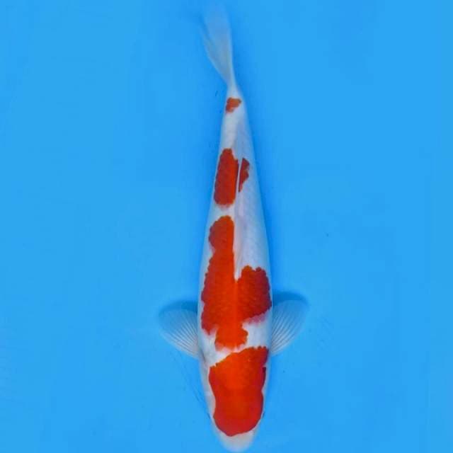 KOHAKU HQ 42cm (Jumbo Tosai)