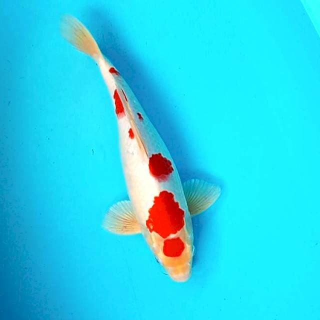 Maru Kohaku # 34cm