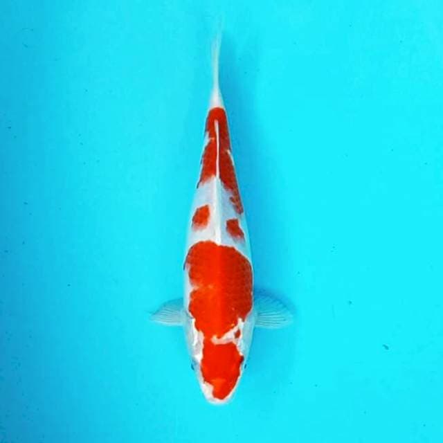 Kohaku # 28cm