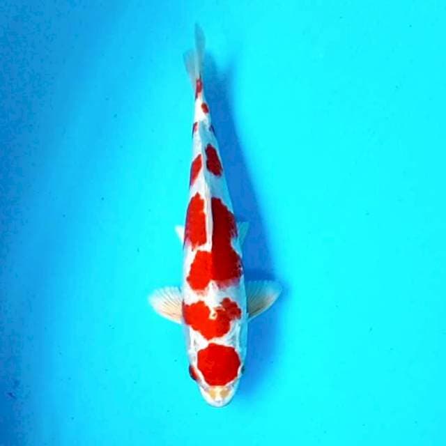 Kohaku Hikari # 28cm