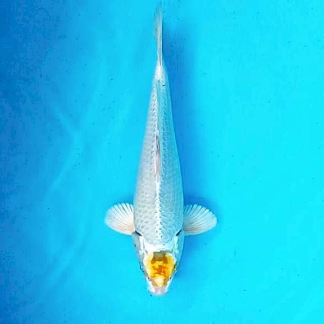 Tancho Hariwake # 28cm