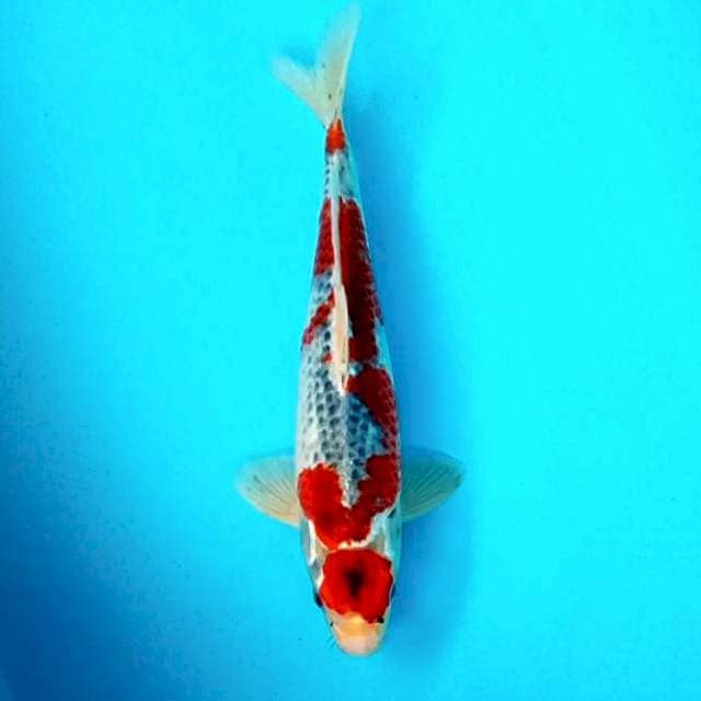 Goshiki # 32cm