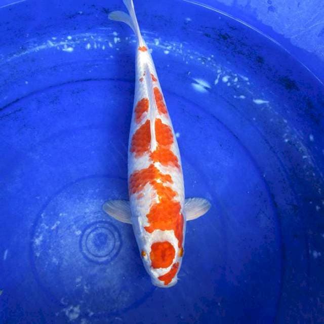 Maruten Heisey ±35cm 