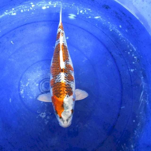 Kojaku ±35cm