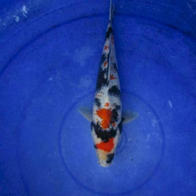 Showa kanoko ±24cm