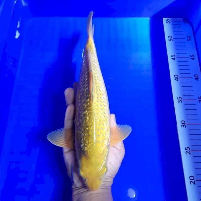 Midori ginrin 34cm male
