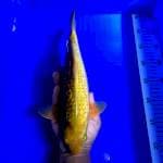Midori ginrin 34cm male