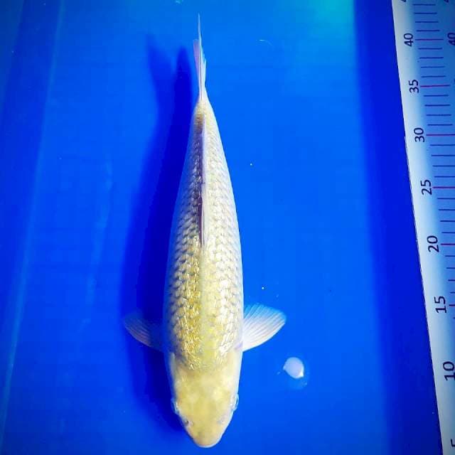 Midori ginrin epiks 35cm male