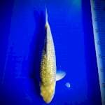 Midori ginrin epiks 35cm male