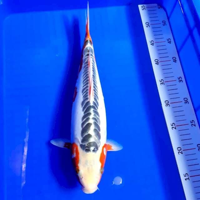 Shushui ring rapi 38cm female