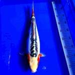 Shushui ring rapi 38cm female