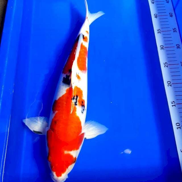 Sanke male 45 cm