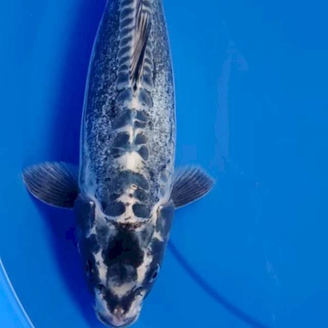 41cm MONSTER KIKOKURYU