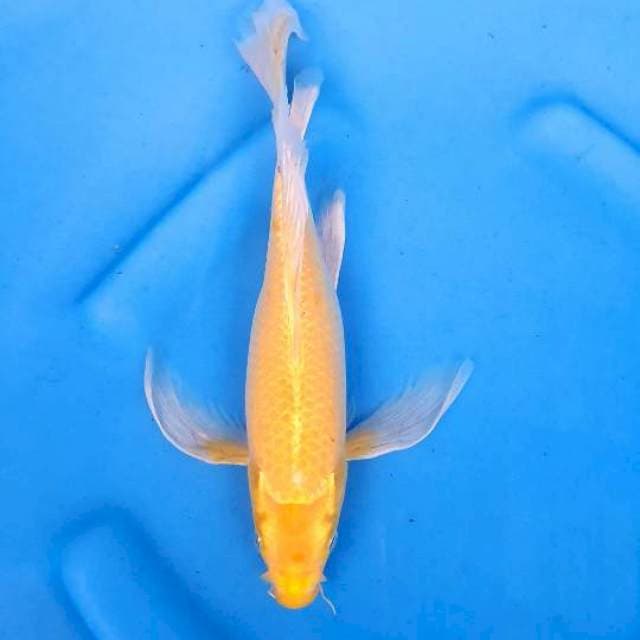 Kumpay Yamabuki
