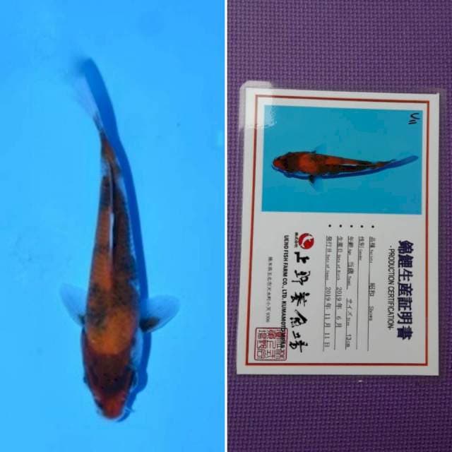Ueno showa 14cm serti