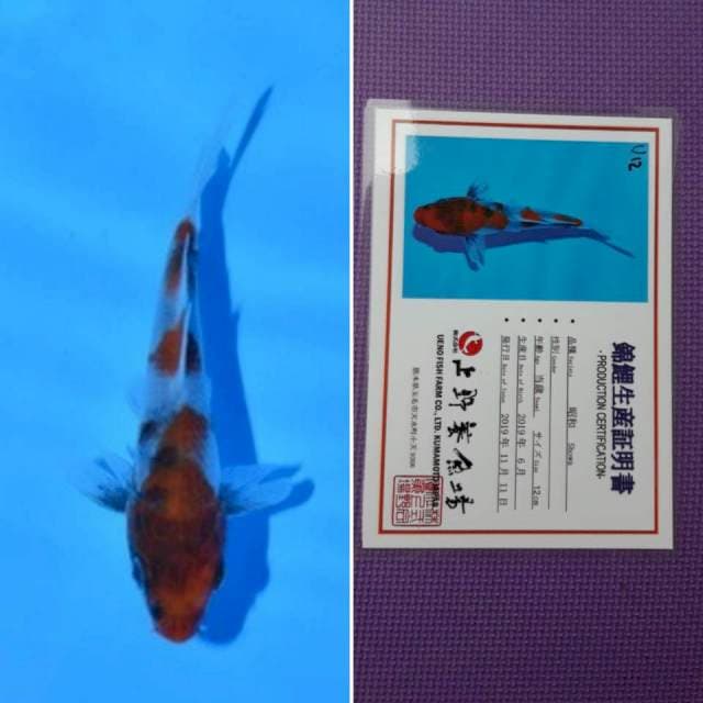 Ueno showa 13cm serti
