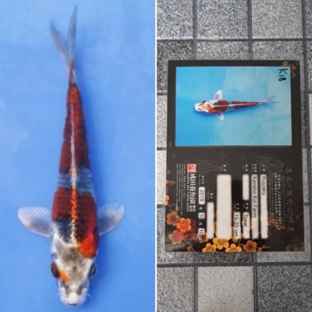 Kaneko kujaku 18cm serti