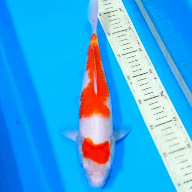 Kohaku mantab 35cm