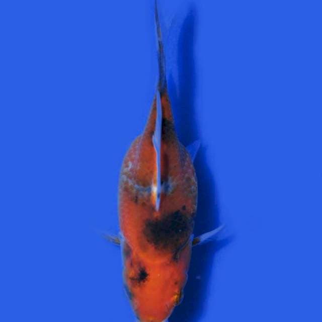 Tamasaba madara (Marushin) 11cm.  Import dan Sertifikat