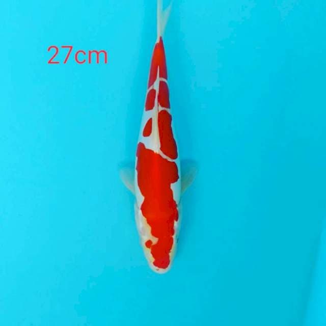 Kuhaku doitsu size 27cm