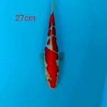 Kuhaku doitsu size 27cm