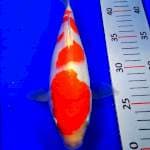 Kohaku epiks 24cm 