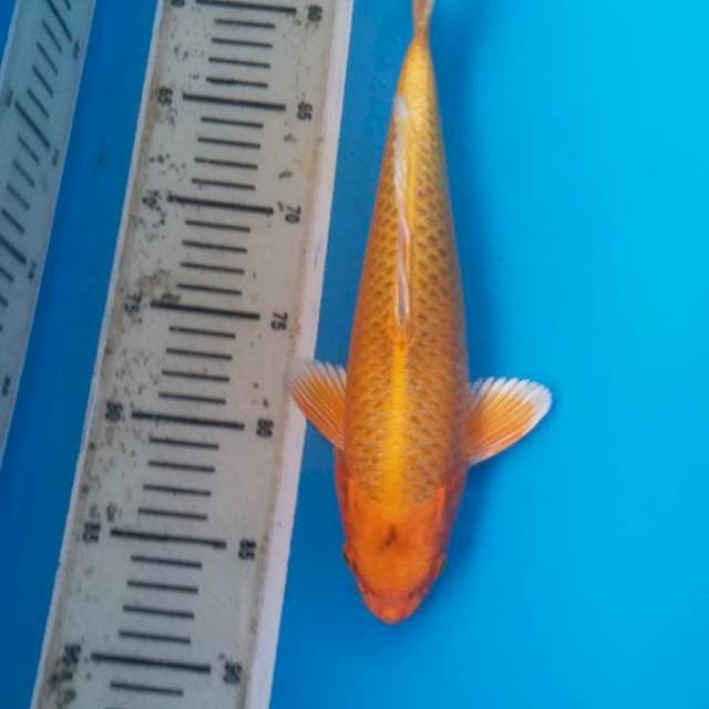 F1 yamabuki orange