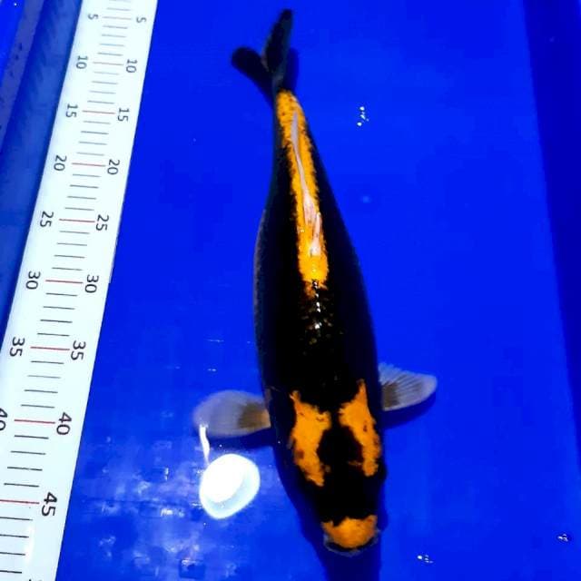 Kabuto rapi 40 cm
