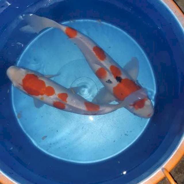Kohaku. Sanke tiga step 