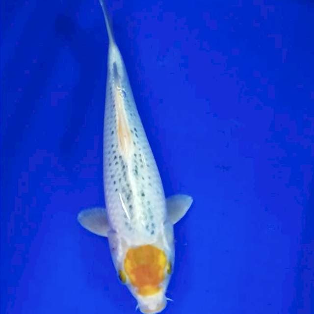 Tanco kujaku #30cm