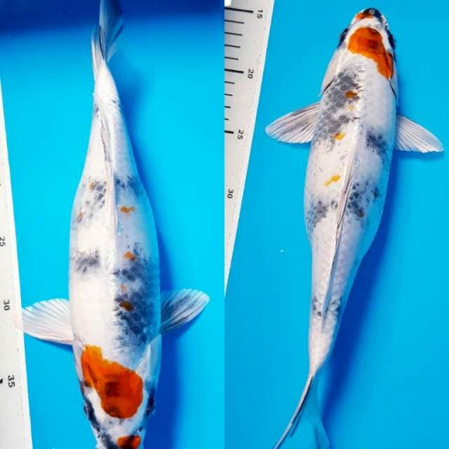 SHOWA HIKARI 35cm FEMALE