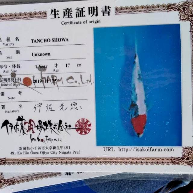 Tancho import. Isa