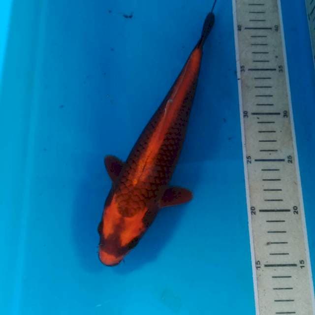 Red Kabuto, 28 cm