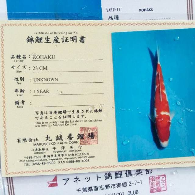 Kohaku import marusei
