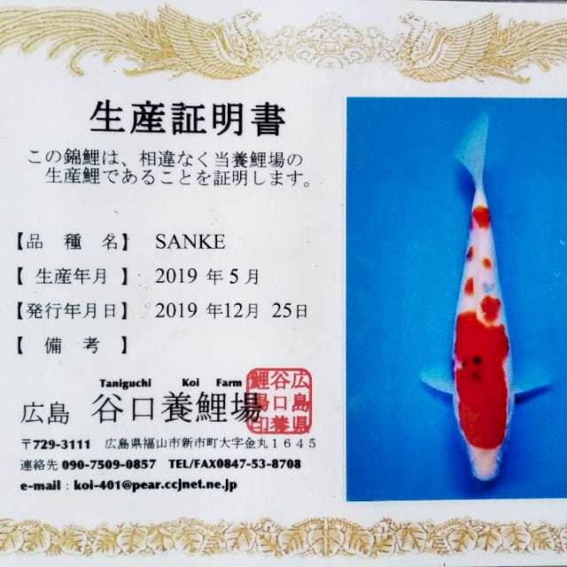 Sanke import Taniguchi