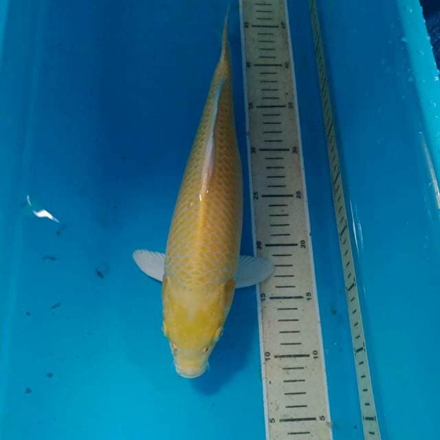Yamabuki Ogon, 37 cm
