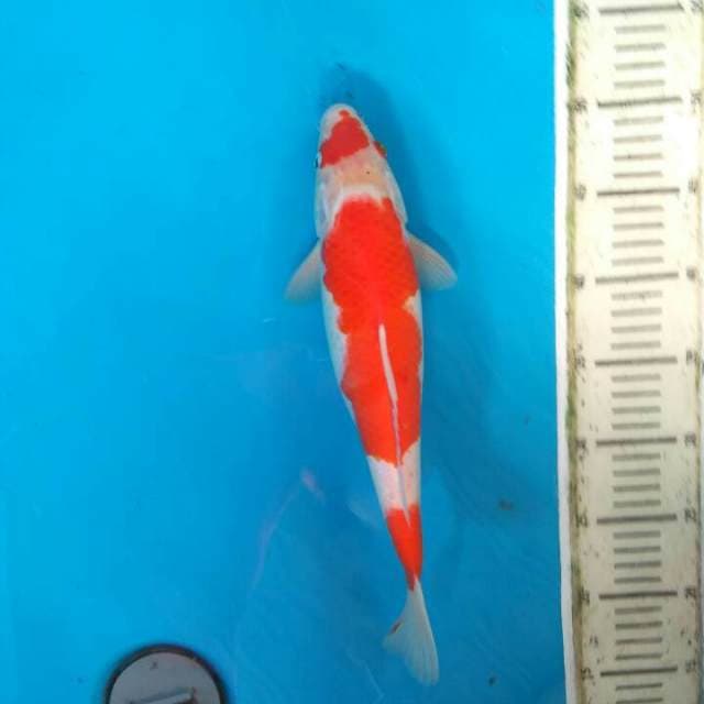 Kohaku 34
