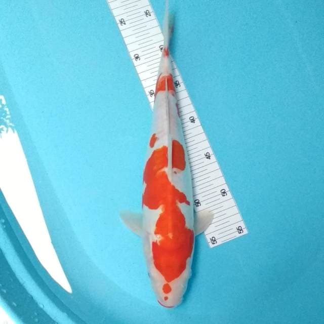 Kohaku doitsu 35cm