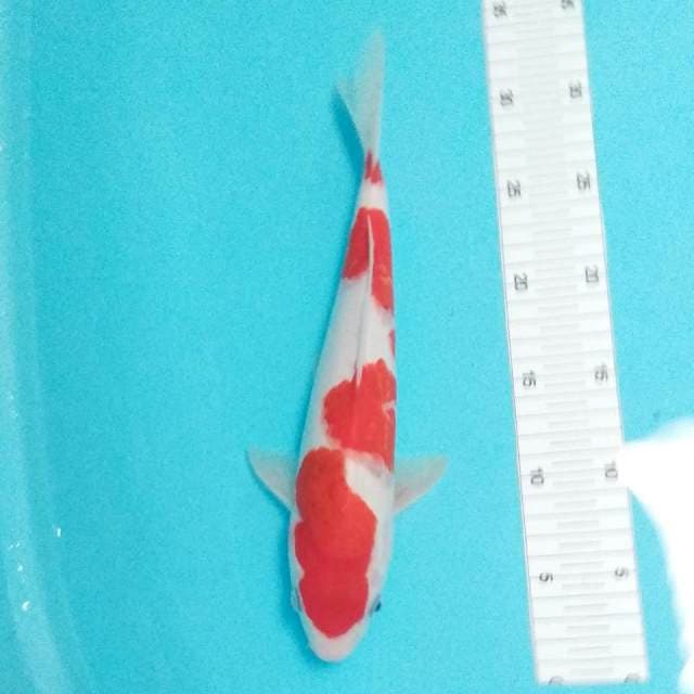 Kohaku merah strong 30cm