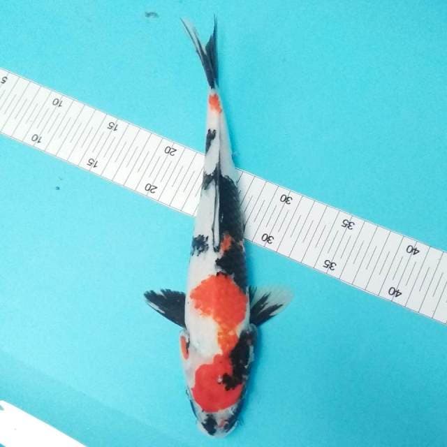 Showa 32cm