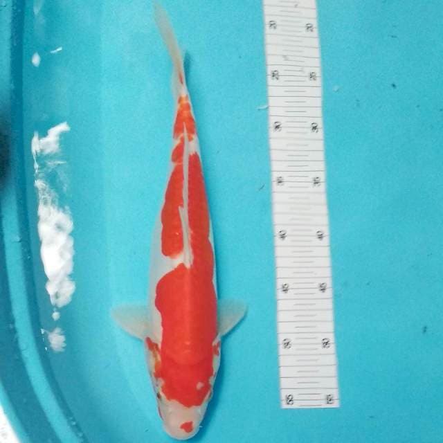 Kohaku doitsu 36cm