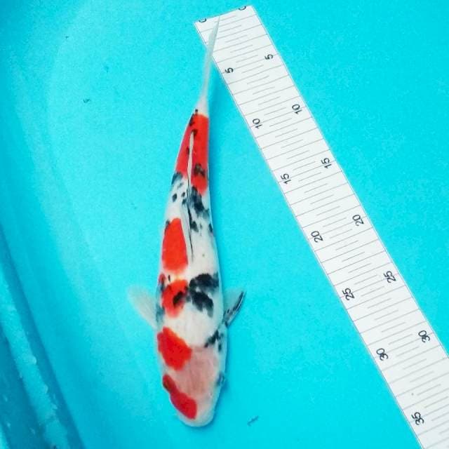 Sanke 29cm