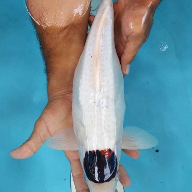 tanco budo 41 cm