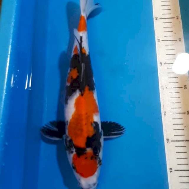 KINDAI SHOWA 38 CM